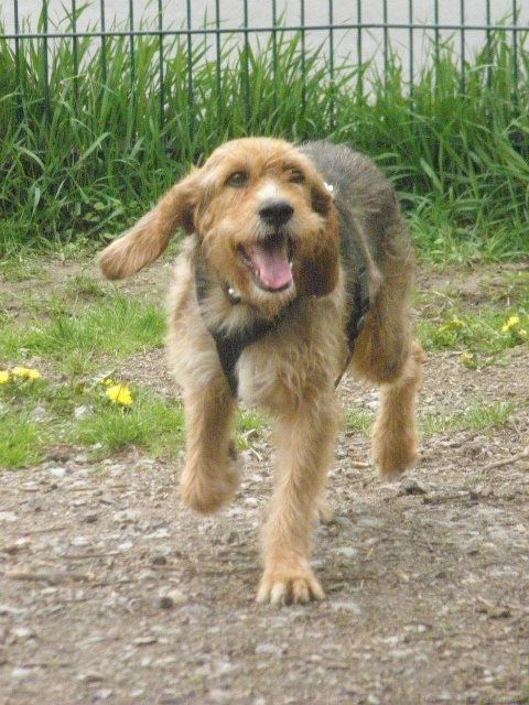 Hund entlaufen -..... die süße Beltix.... wird gesucht  - Entlaufen Zugelaufen - Meckenheim