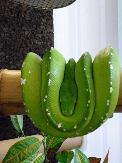 Grüner Baumpython 1.0 Morelia Viridi Aru 4 Jahre - Reptilien - Hanau