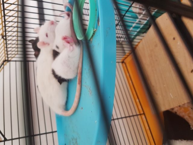 Süße Rattenbabys suchen zuhause  - Ratten - Wien