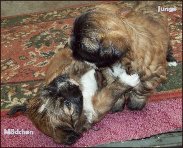 Mai geborene Lhasa Apso Welpen - Hunde - Steinbeck