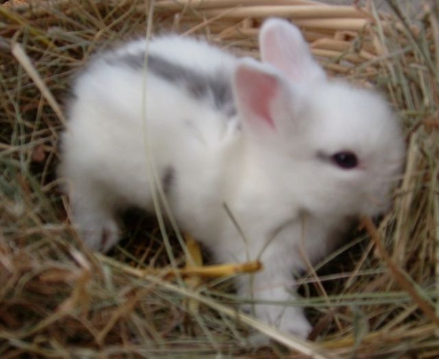 Süße Löwenköpfchen abzugeben - Hasen Kaninchen - Dielkirchen