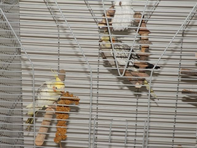 Nymphensittiche mit grossem Käfig zu verkaufen - Voegel - Bad Oeynhausen