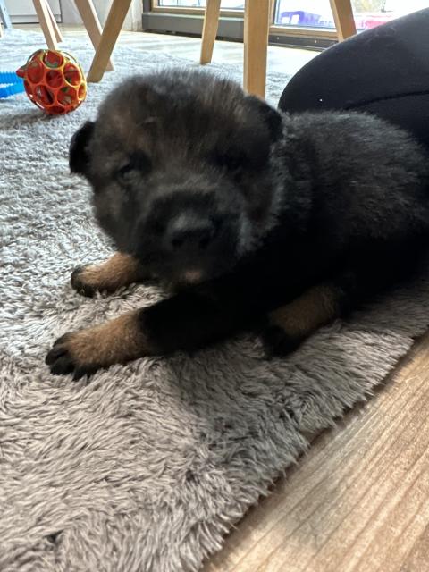 Noch drei von acht Schäferhund Welpen suchen ein Zuhause  - Hunde - Blieskastel