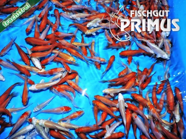 40 Koi  Kohaku-Ogon TOP Mix - Größe 6-9 cm - Fische - Iserlohn