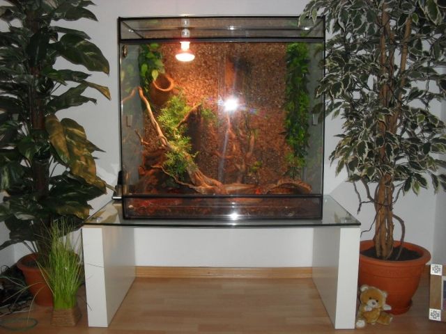 Kornnattern,Terrarium,Glastisch und viel Zubehör - Reptilien - willich