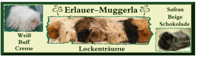Rasse-Meerschweinchen aus Hobbyzucht - Meerschweinchen - Walsdorf