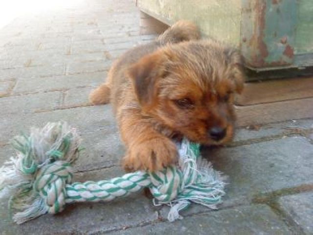 Norfolk Terrier Welpen - Hunde - Leubingen