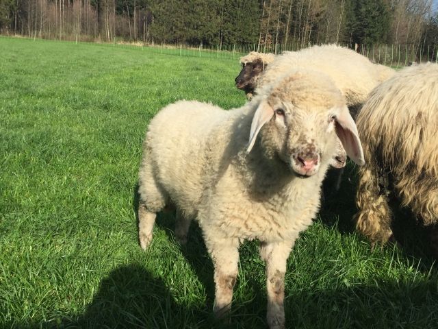 Bergschaf Jungtiere - Nutztiere - Großkarolinenfeld 