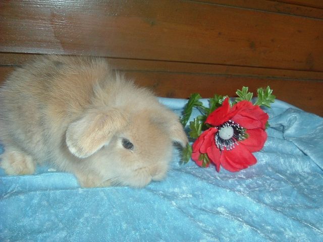 Zwergkaninchen, Löwenköpchen, Zwergwidder, - Hasen Kaninchen - Eschweiler