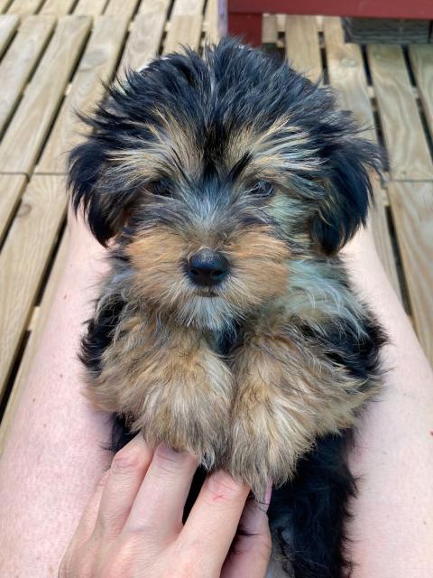 Yorkshire Terrier Welpen  - Hunde - Halberstadt 