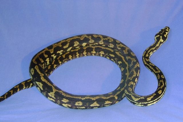 Dschungelteppichpython  Morelia Spilota Cheynei  ab 50€ - Reptilien - Wilhelmshaven