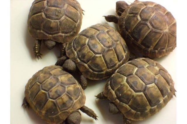 Verkaufe griechische Landschildkröten NZ 2015 - Reptilien - Leitzkau