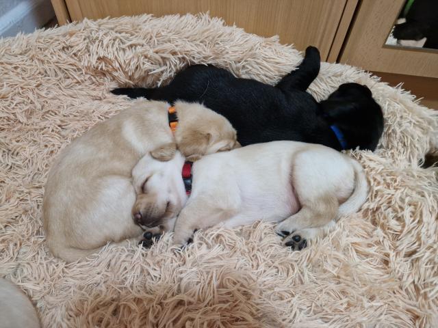 Labrador Welpen suchen ihr 5-Sterne Zuhause  - Hunde - Klein Labenz 