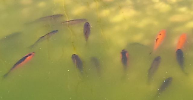 Goldfische aus Teich abzugeben - Fische - Buttelstedt
