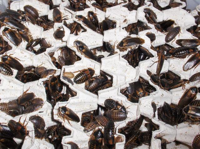 Verschiedene Zuchtansätze argentinische Waldschaben - Insekten - Wurzbach