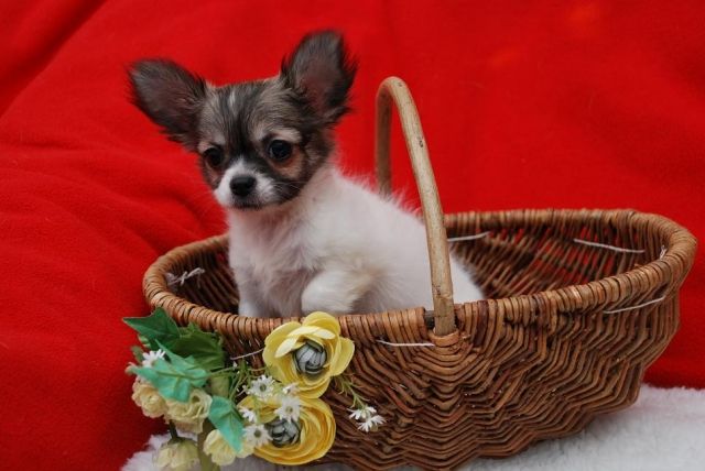 Wunderschöne Chihuahua Welpen - Hunde - Lübbecke-Minden