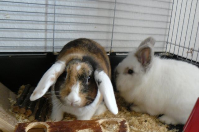 2 x zwergkaninchen mit viel zubehör - Hasen Kaninchen - wegberg