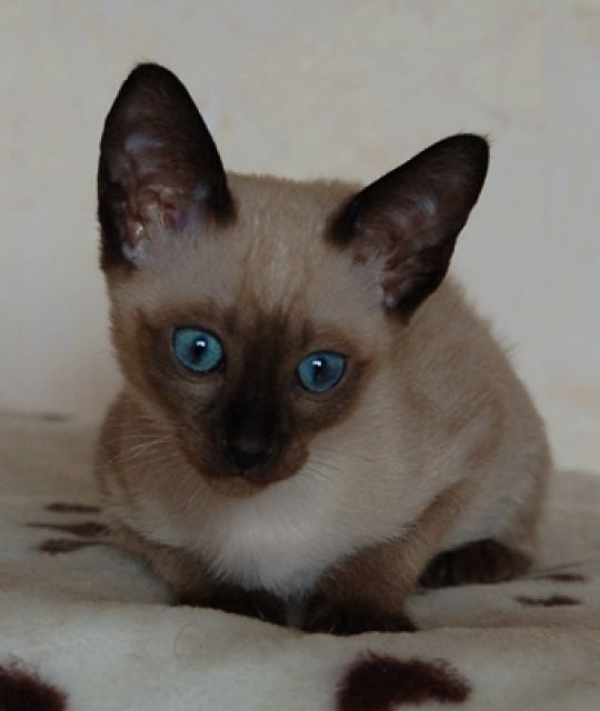 Wir haben ab Mitte Mai verspielte und schmsige Tonkanesenbabies abzugeben - Katzen - Weisenheim