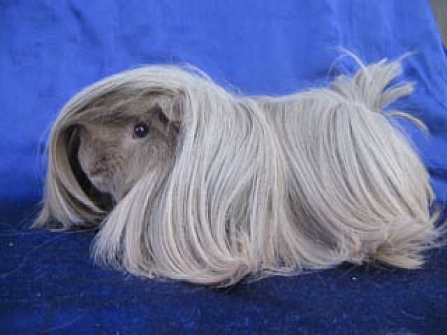 Meeris aus liebevoller Hobbyzucht - Meerschweinchen - Lindenhardt
