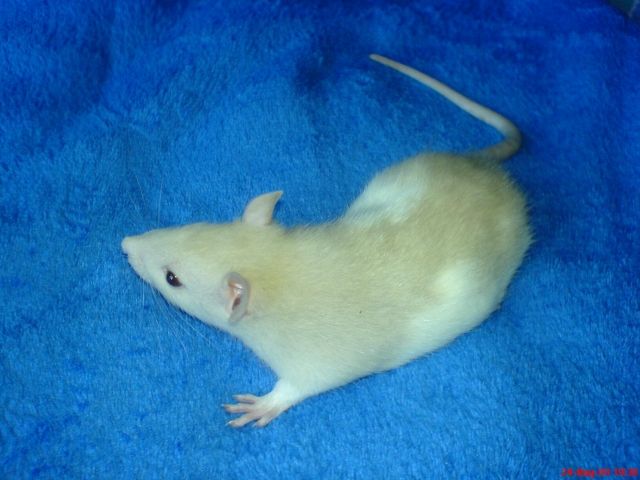 Ratten-of-fantasy hat wieder Ratten abzugeben. - Ratten - Lüdenscheid