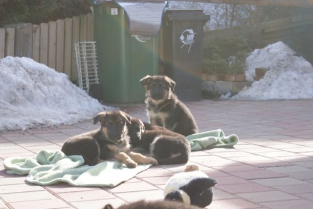 Deutsche Schäferhundewelpen aus Kör-und Leistungszucht - Hunde - Ilmmünster