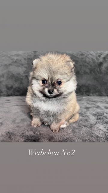 Zwergspitz Pomeranian Welpen  - Hunde - Wiesentheid 