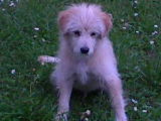 Mischlingsrüde - Hunde - kassel