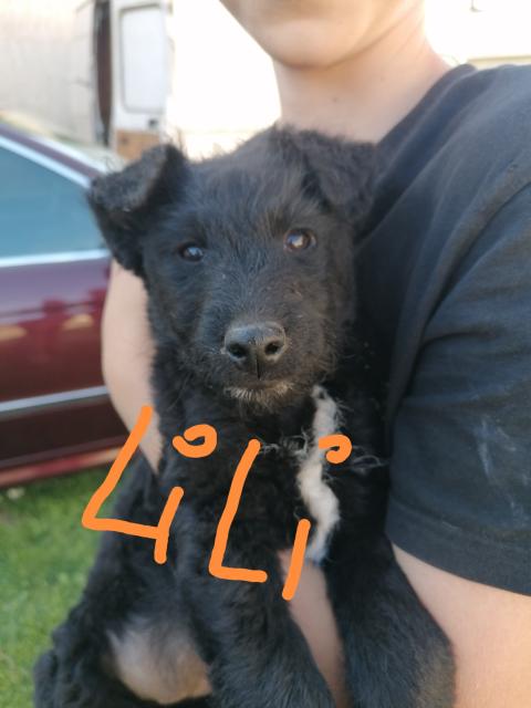 2 süße Mudi Mischlinge suchen liebevolles zu Hause - Hunde - Augsburg