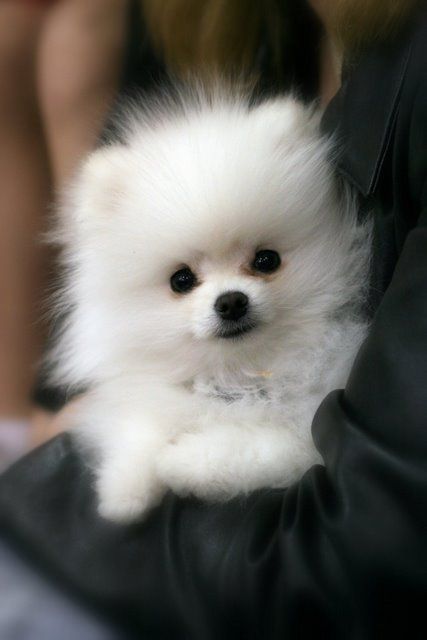 Reinrassige Zwergspitz / Pomeranian Welpen | Kleintiermarkt.com