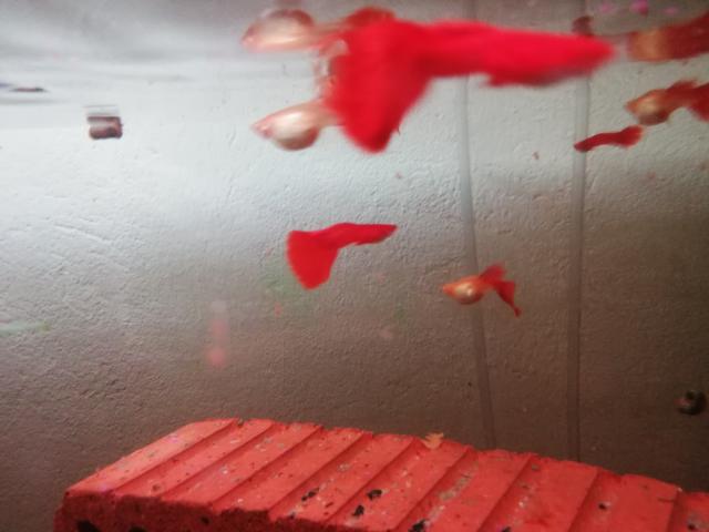 Albino fullred neon hochzucht Guppys  - Fische - Hebertsfelden