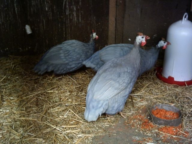 Perlhühner azurblau - Nutztiere - Großröhrsdorf