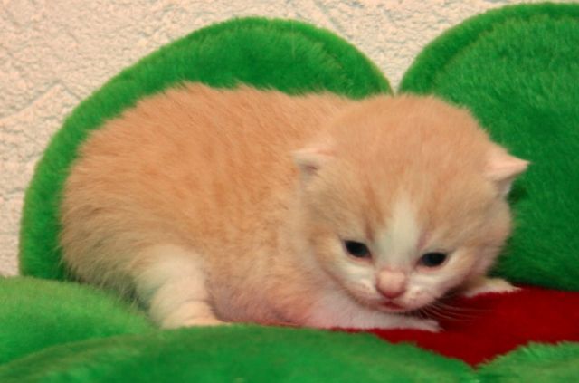 BKH-Zucht: In 13 Jahren durchs ABC - Katzen - Herrieden