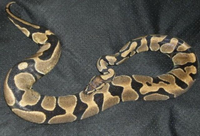 Königspython - Reptilien - Olching