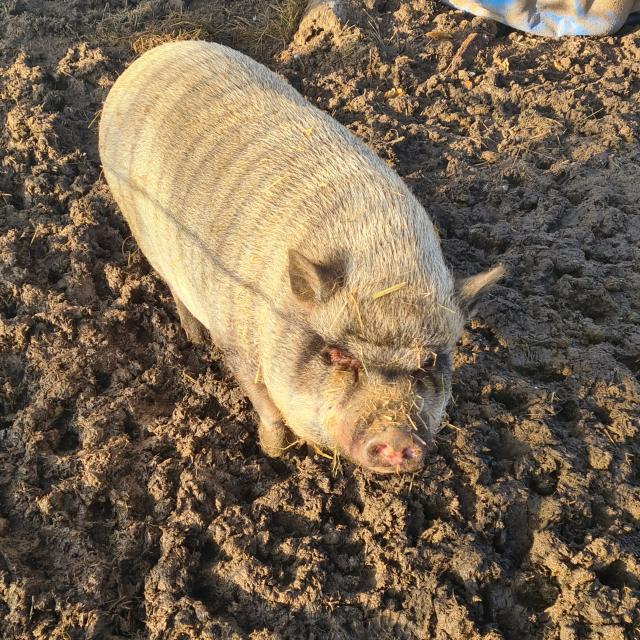 Hängebauchschweine suchen ein zu Hause  - Nutztiere - goch