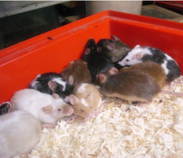 Futtermäuse/ Farbmäuse - Maeuse - Gütersloh