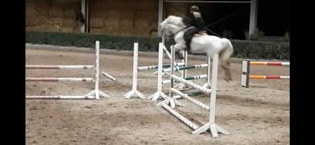 Suche Reitbeteiligung (Reiter sucht Pferd) - Reitbeteiligung - Stuttgart