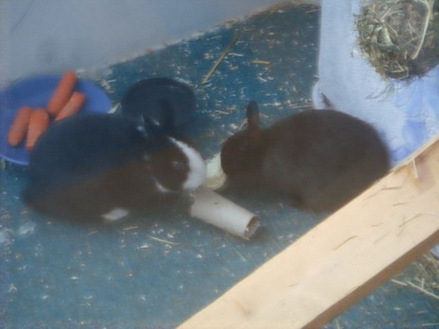 2 zwergkaninchen in liebe hände abzugeben - Hasen Kaninchen - Berlin