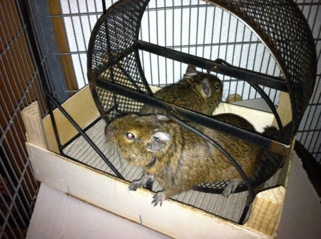 2 degu mänchen   grosser käfig    - Nagetiere Allgemein - Elspe