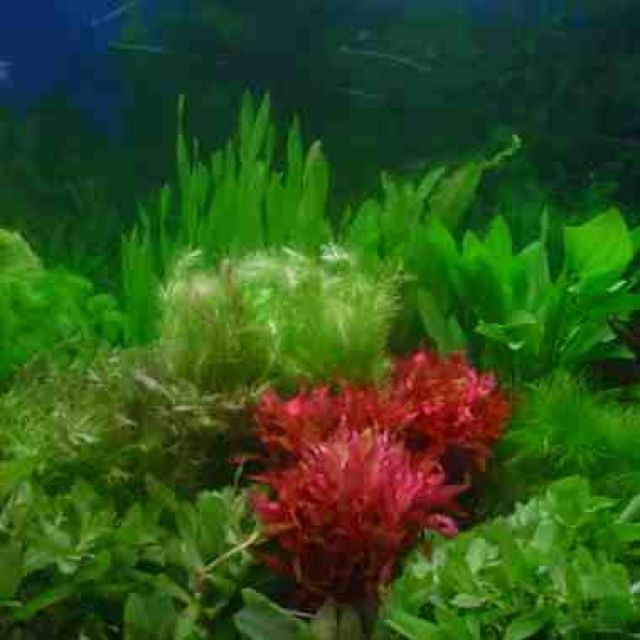 Wasserpflanzen - Aquarien und Zubehoer - Hellenthal / Ramscheid