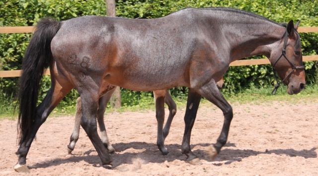 Wunderschöne, reinrassige Criollo Stute - Pferde - Gunzenhausen