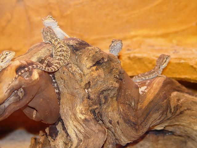 Bartys babys - Reptilien - Duisburg