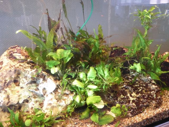 Anubias barteri - Speerblatt, diverse - Aquarien Zubehoer - Graf-von-Galen-Str. 14