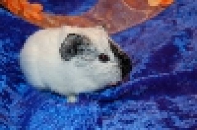 Glatthaarmeerschweinchen (Schimmel) - Meerschweinchen - Babenhausen