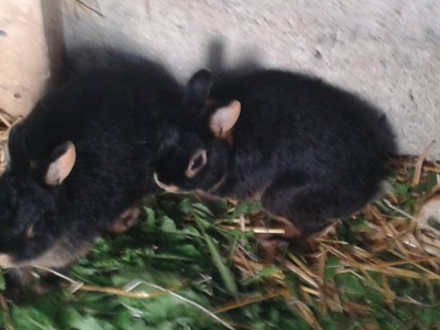 Zwerkkaninchen  - Hasen Kaninchen - Schauren