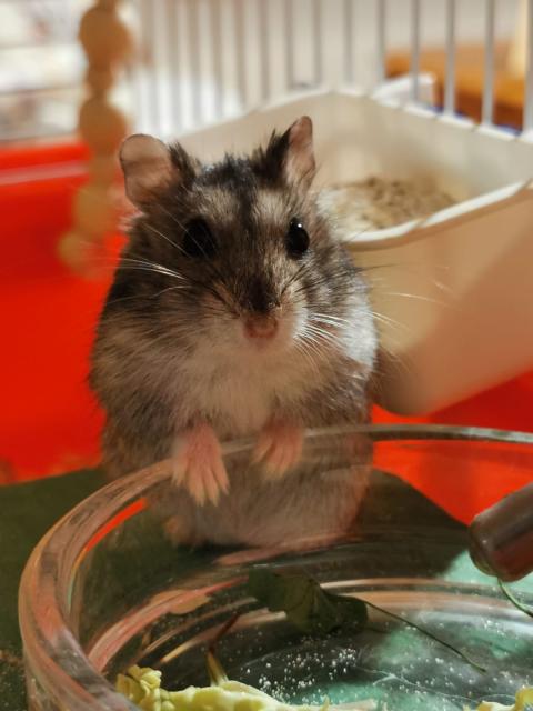 Zwerghamster 4 Monate männlich - Hamster - Urbach