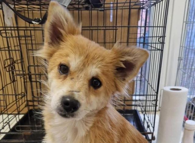 Kiseki - sozial, freundlich - Hunde - Nova Bana