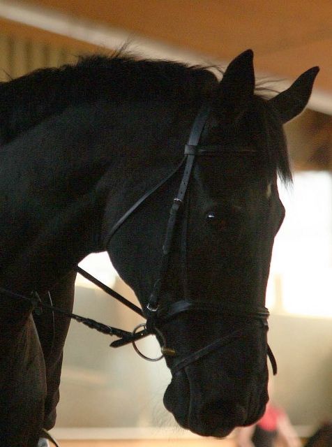 Suche Reitbeteidigung - Reitbeteiligung - Remscheid