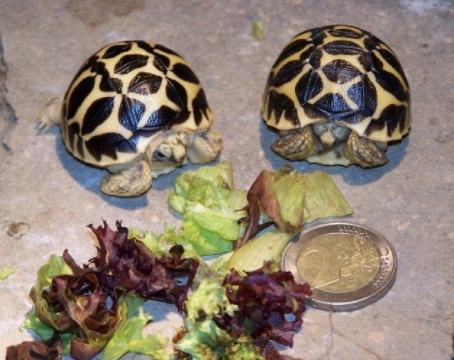 Verkaufe Sternschildkröten  Geochelone elegans  - Reptilien - Sachsen-Anhalt
