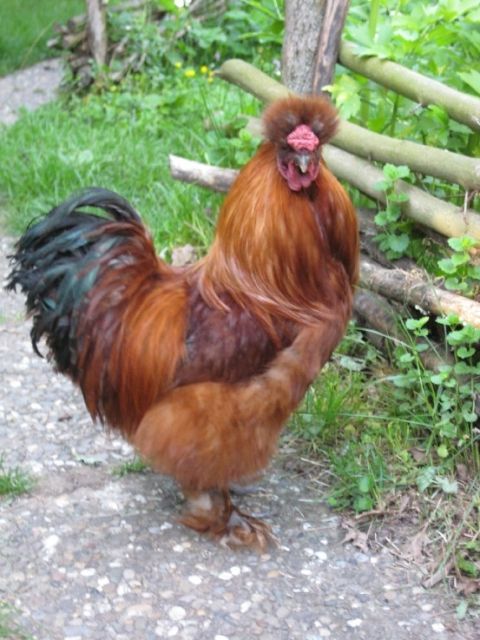 Seidenhuhn-Hahn, rot - Nutztiere - Langenzenn