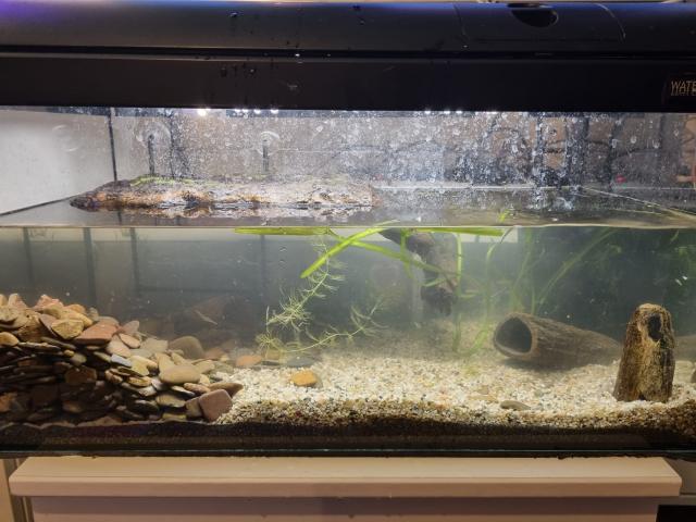 Schildkröte moschusschildkröte mit aquarium und zubehör - Aquarien und Zubehoer - Mönchengladbach